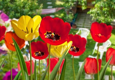 tulipsの写真素材