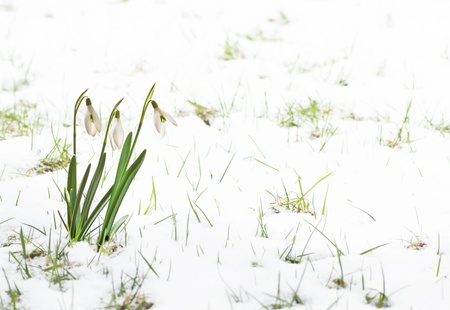 snowdropsの写真素材