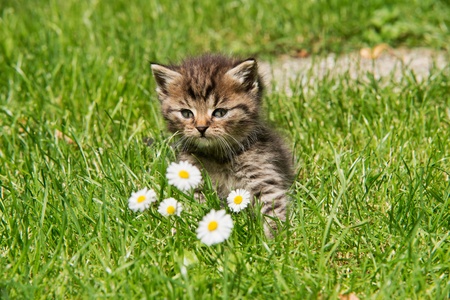 kitten in the gardenの写真素材
