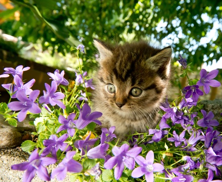 kitten in the gardenの写真素材
