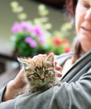 kitten with mistressの写真素材
