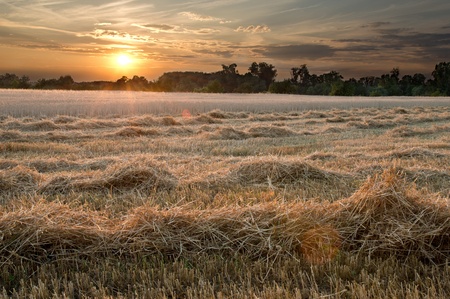 wheat field