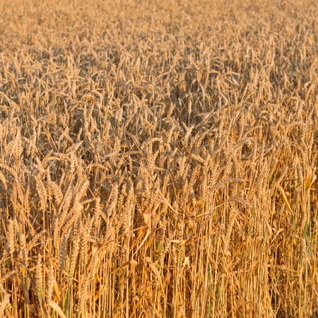 detail of wheatの写真素材