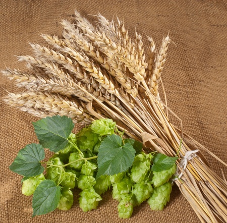 winter wheat and hopsの写真素材