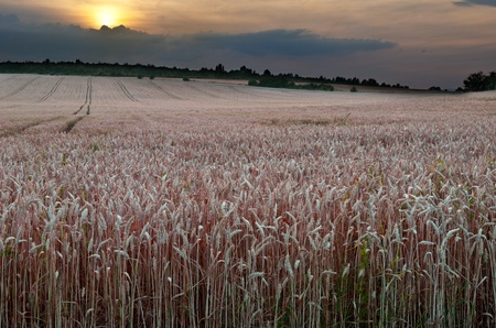 wheat fieldの写真素材