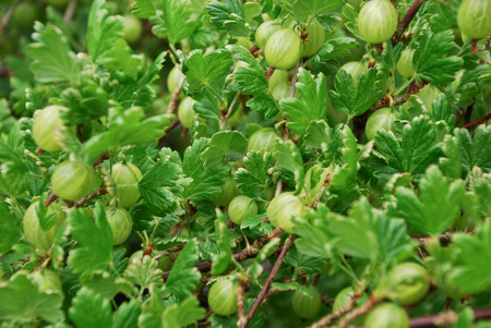 Gooseberry treeの写真素材