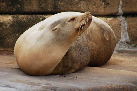 Sea lion in the zooの写真素材