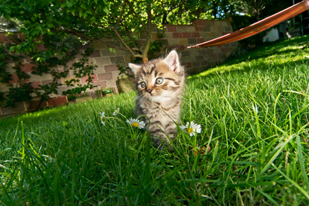 kitten in the gardenの写真素材