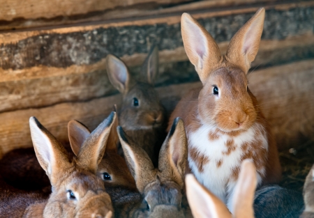 Rabbitsの写真素材