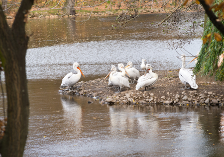 flock of pelicans の写真素材