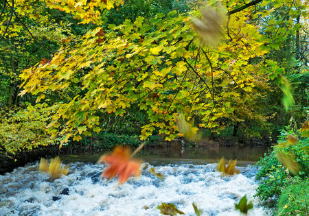 a autumn scenery with  creek and forest の写真素材