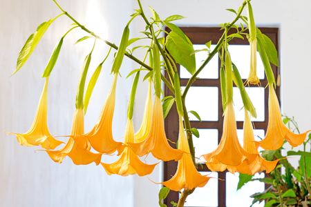 blooming flower - yellow daturaの写真素材