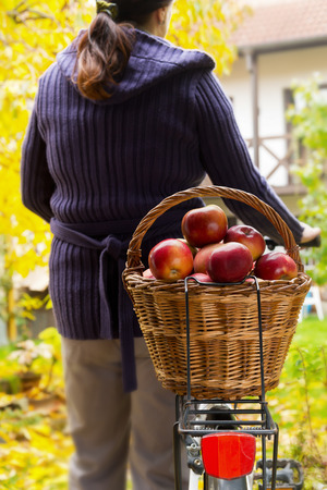 red ripened apples in the wicker basketの写真素材