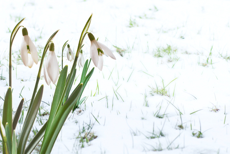  snowdrops の写真素材