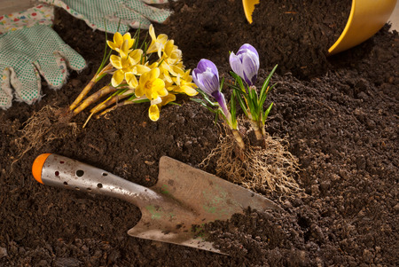violet crocus with planter and trowel in the gardenの写真素材