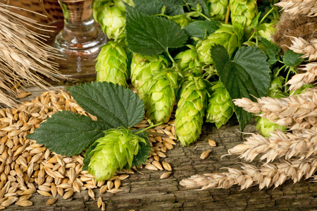  hop cones barley and wheatの写真素材
