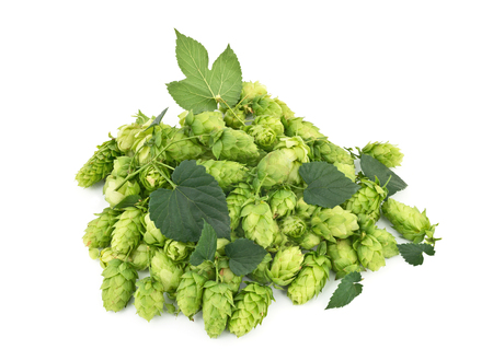 hop cones isolated の写真素材