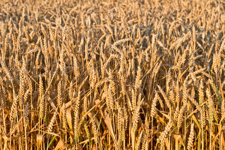 detail of wheatの写真素材