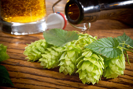 hop cones の写真素材