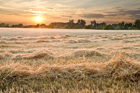 wheat field の写真素材