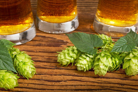  beer and hop conesの写真素材