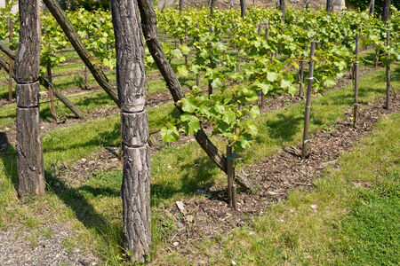 a traditional wineyard in the spring timeの写真素材