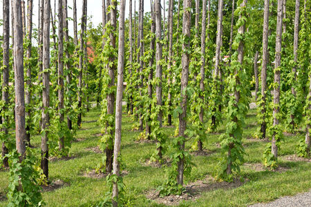 traditional hop garden in Zatec Town in Czech Republicの写真素材