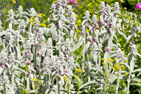 plant of Lamb s Ear in the gardenの写真素材
