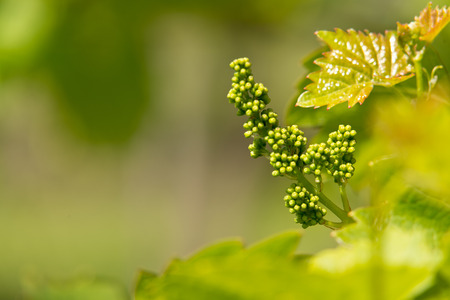 detail of wine yard in the springの写真素材