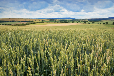 a wheat field in summer time at dusk