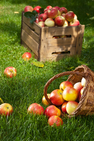 red apples in the wicker basket in the gardenの写真素材