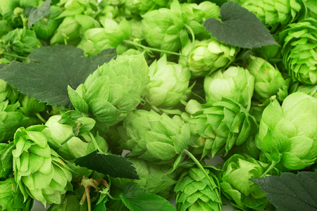 hop cones