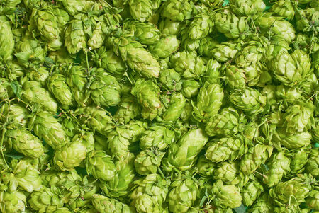 hop conesの写真素材