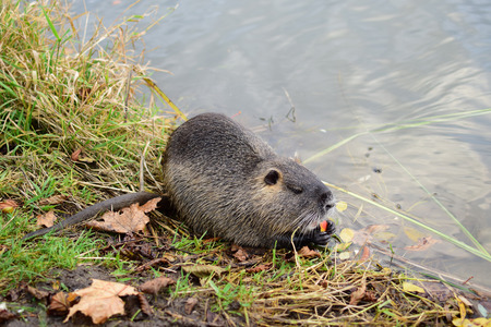 A coypu feeding on apples at a lake bankの写真素材