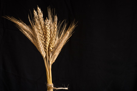 sheaf of wheat and barley on the black backgroundの写真素材