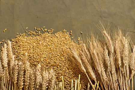 barley and wheat in studioの写真素材