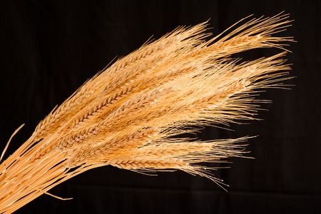 barley on the black backgroundの写真素材
