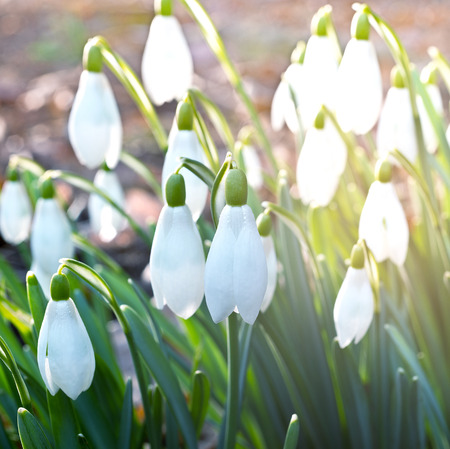 detail of snowdrops in the garden in the springtimeの写真素材