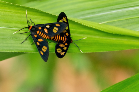 White Antenna Wasp Moths on the leaveの写真素材