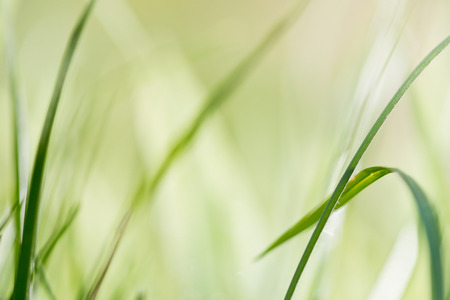 detail of grass, shallow depth of fieldの写真素材