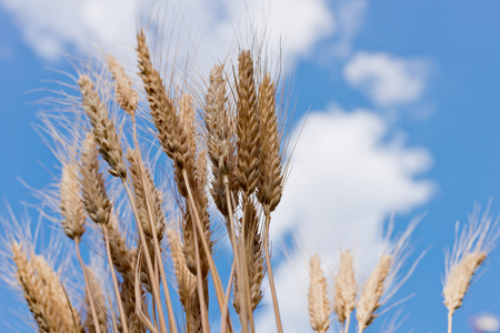 detail of wheat field with blue skyの写真素材
