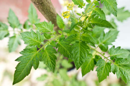 a detail of small tomato plant in the planterの写真素材