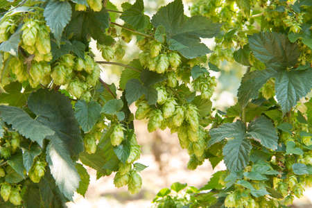 detail of hop cones in the hop fildの写真素材