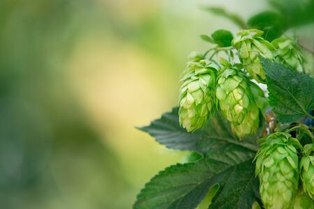 detail of hop cones in the hop fild, place for textの写真素材