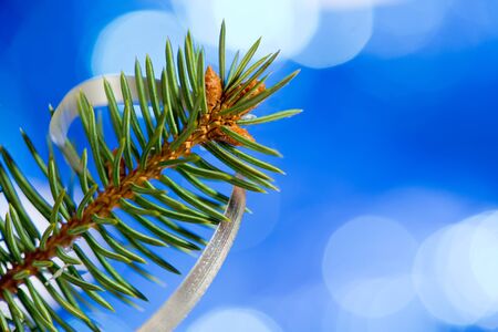 detail of Christmas twig on the blue background