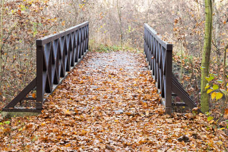 wooden bridge in the forest in the autumnの写真素材