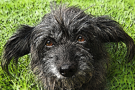 drawing of mixed breed dog in the lawn, generated in Photoshopの写真素材
