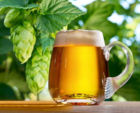 hop cones with glass of beer in the hop fieldの写真素材