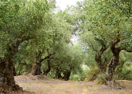 Old olive trees in Zakynthos island, Greeceの写真素材