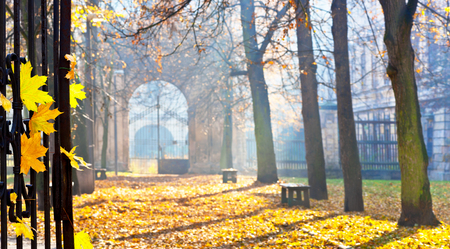 autumn colonade with a gateway and yellow bladesの写真素材